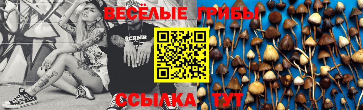 Галлюциногенные грибы Psilocybine cubensis Аксай